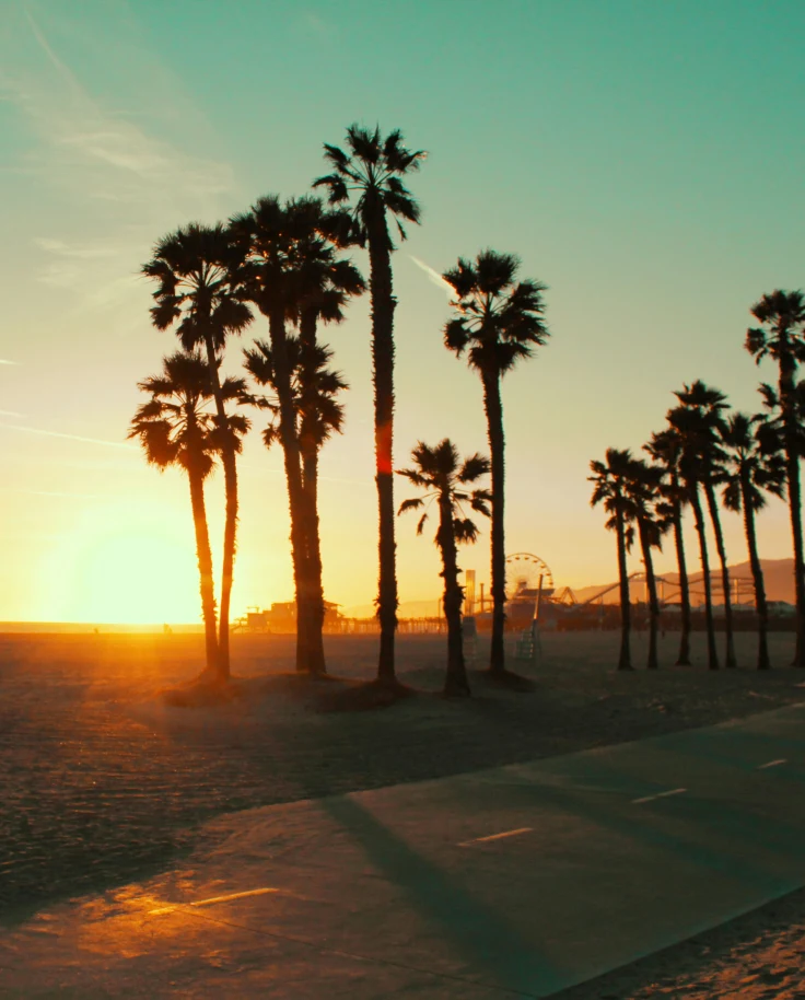 A view of Santa Monica beach at sunset, with silhouetted palm trees, and Santa Monica pier and ferris wheel in the background.