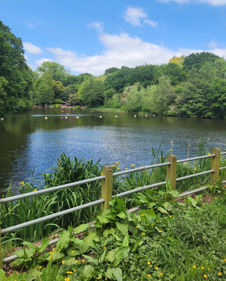 Hampstead Heath - Heather Budd