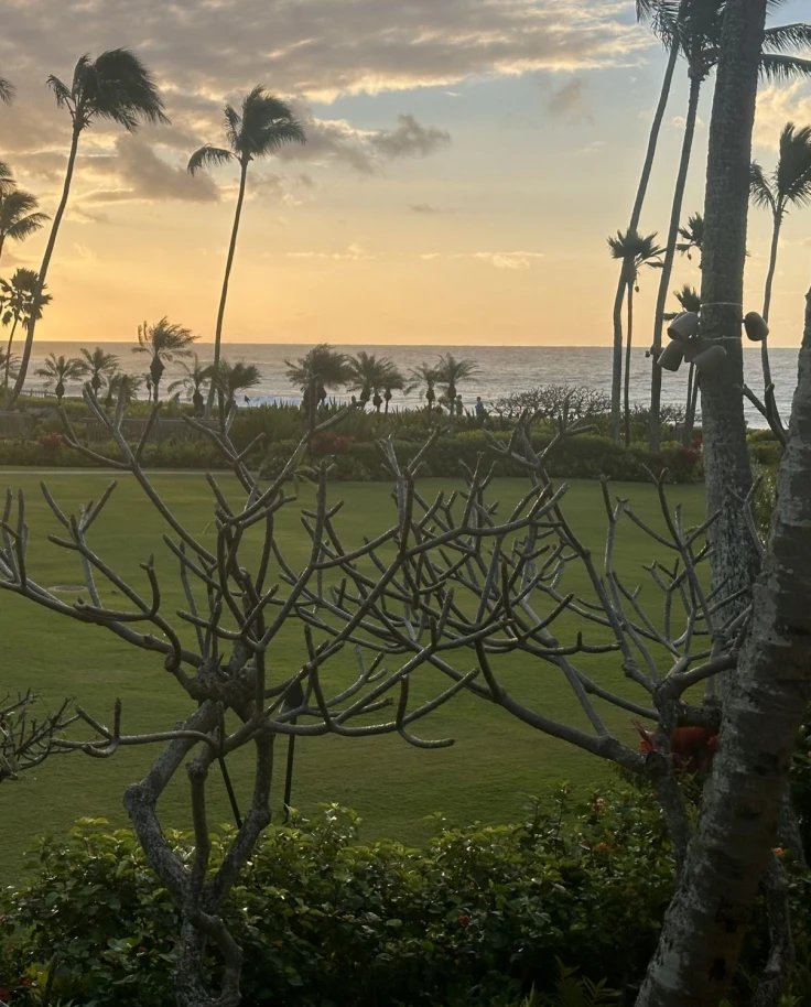 A view of trees in front of a manicured lawn with tall palm trees, a body of water and a golden sunset in the background.