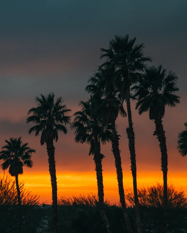 Sunset view in Palm Springs with palm trees