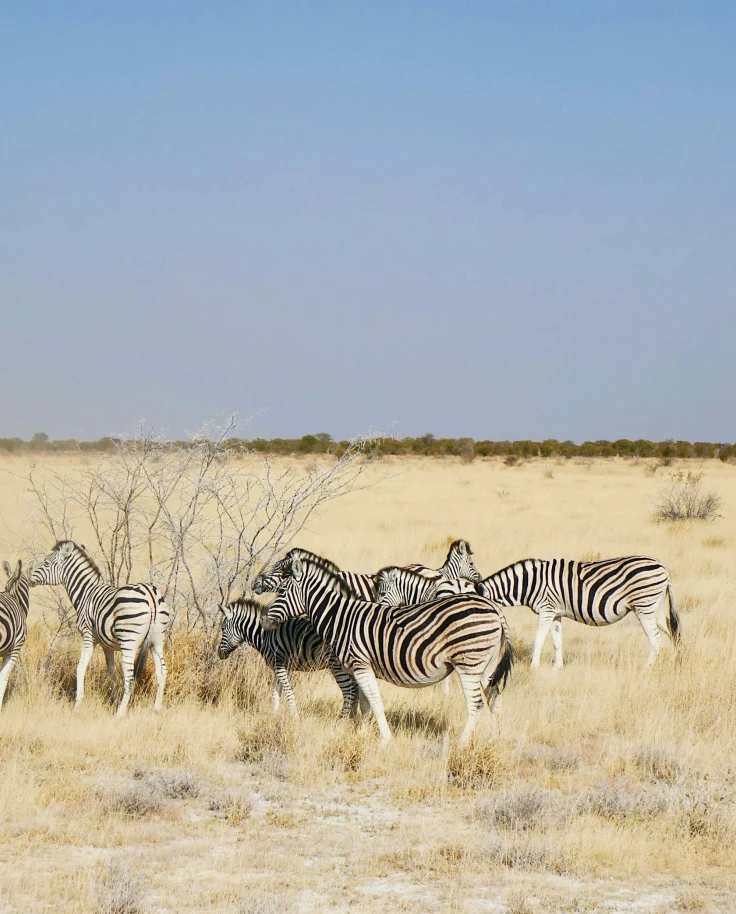 A group of zebras grazing in a dry grassland with sparse trees and a clear blue sky.