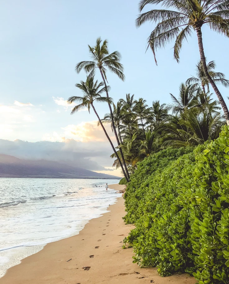 Beach with palm trees.