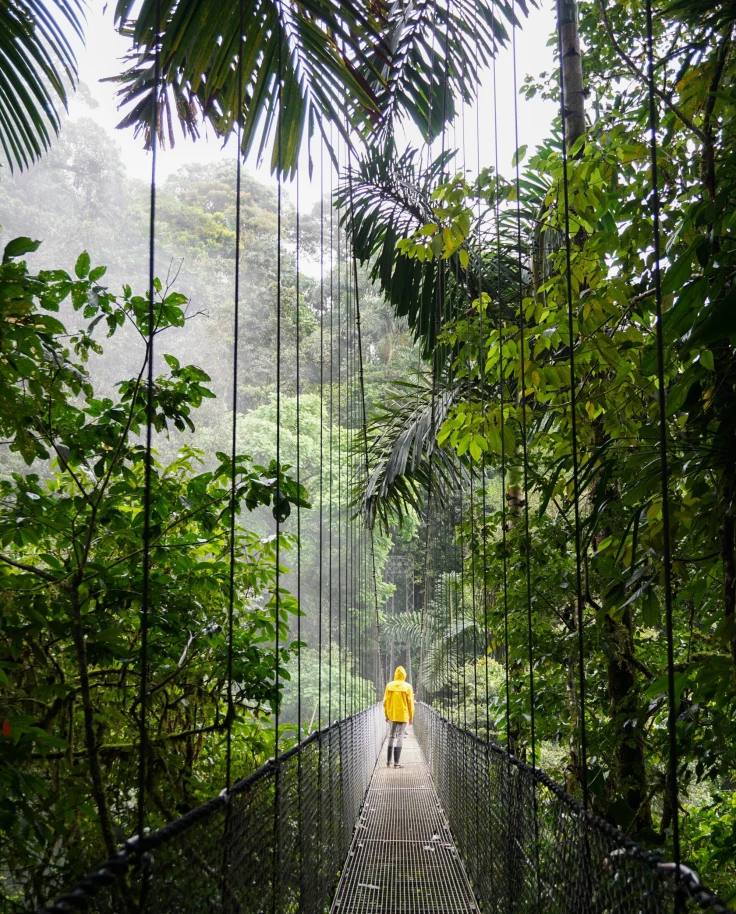 Man walking over a bridge in a cloud forest.