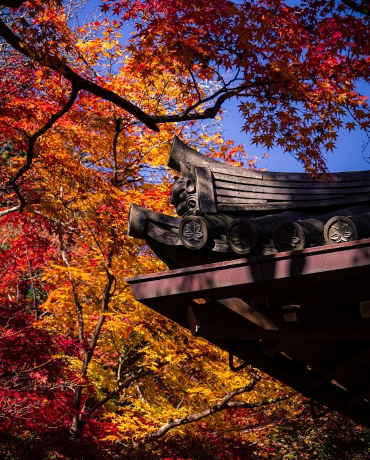The corner of a pagoda with red and orange foliage in the background during fall, one of the beautiful Japan seasons.