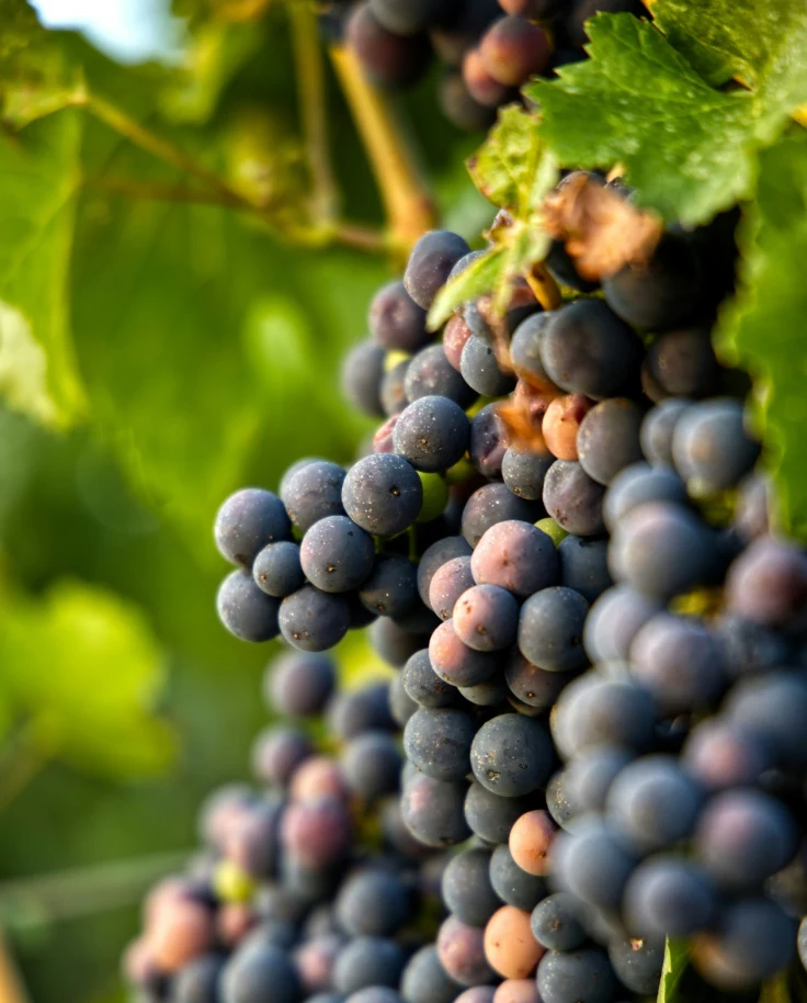 A close up of purple grapes hanging on a vine with bright green leaves.