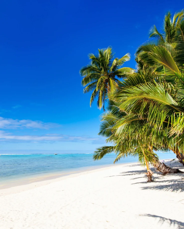 A palm tree on the beach on a sunny day