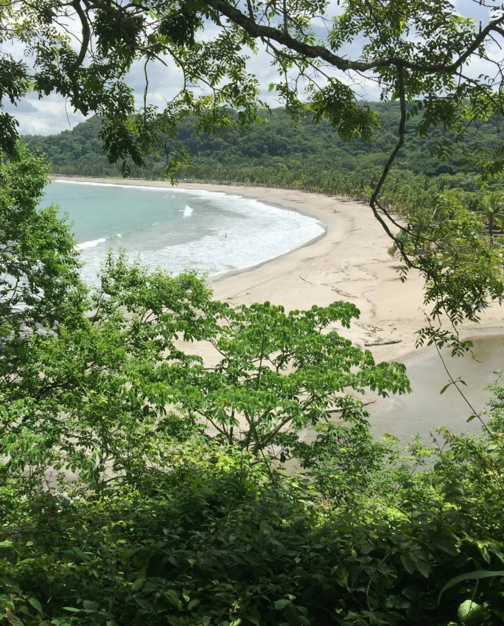 View of beach through a tree.