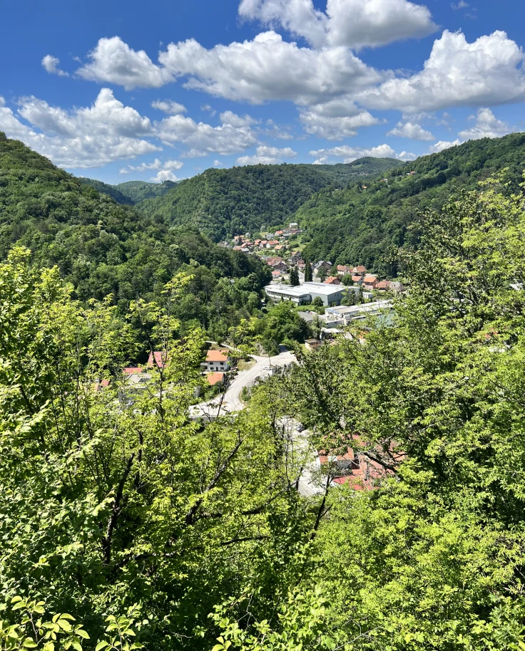 A view of green trees and plants beneath a cloudy blue sky.