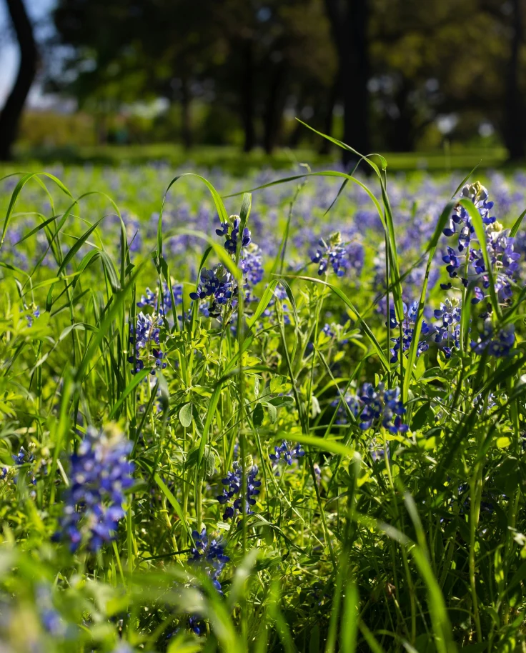 Bluebonnet flowers stand tall in a field on a sunny day.