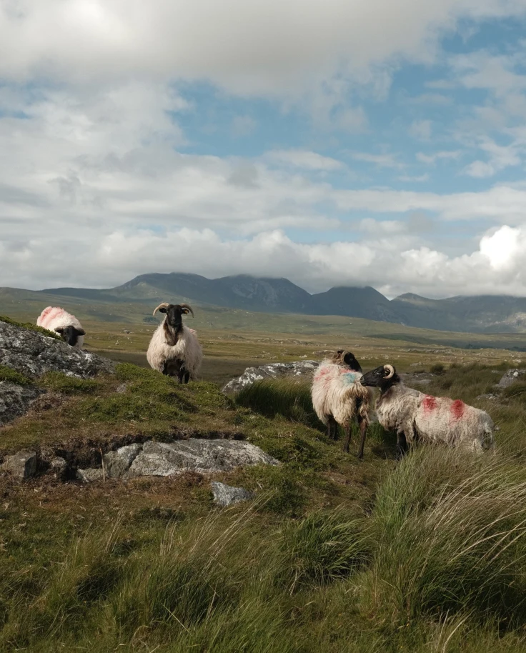 Sheep in a green field by roadside.