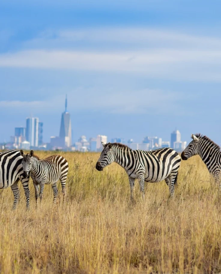 Zebras in the Safari