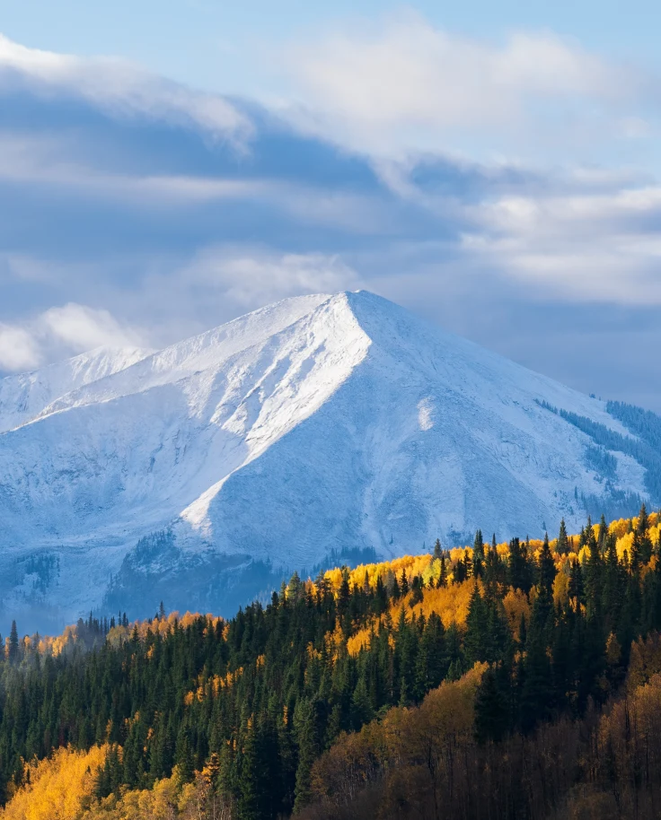 Yellow and green trees with a large snow-capped mountain in the background during daytime
