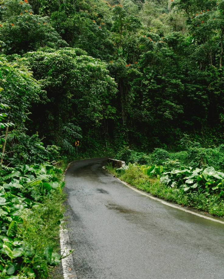 A paved road in the middle of a lush rainforest.