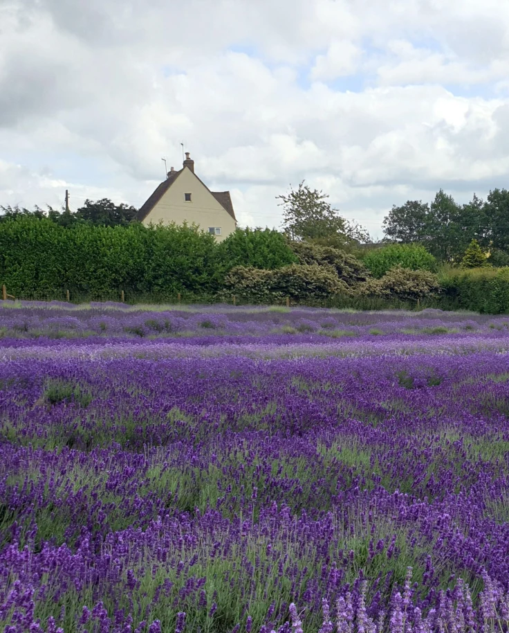 A lavender field near a white house in daytime.