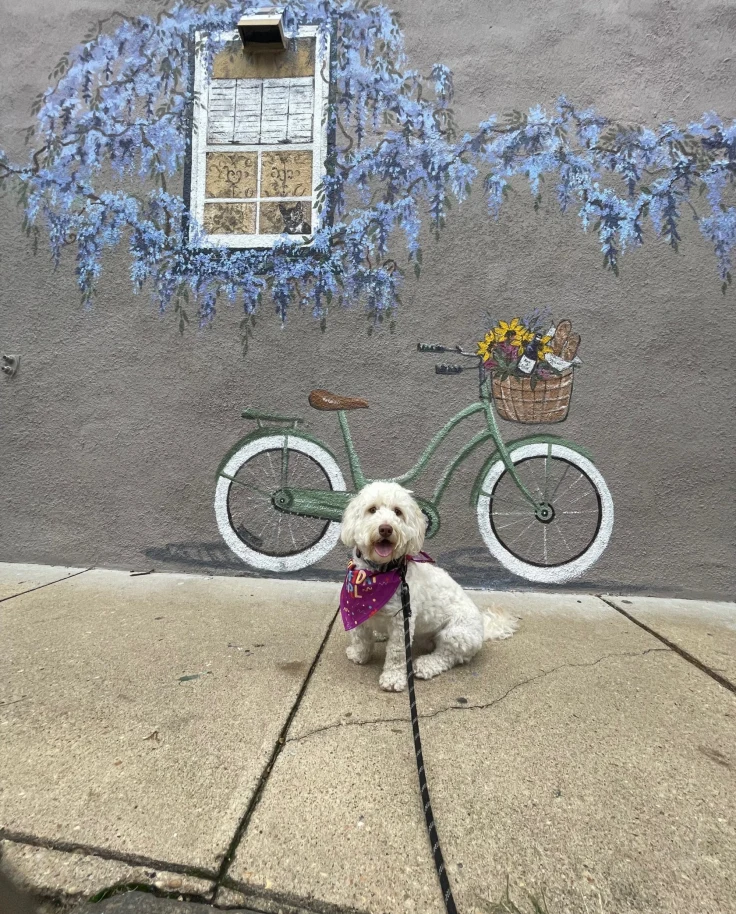 A picture of a dog posing in front of a painted wall.