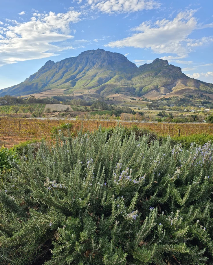 A picturesque view of a mountain with greenery in the foreground.