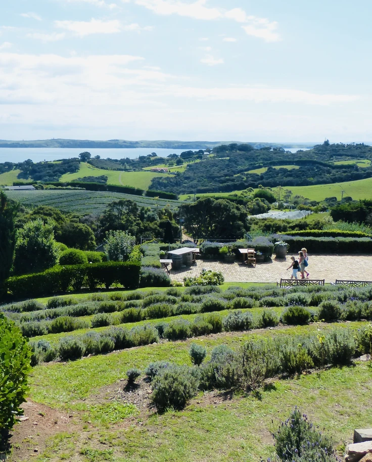Waiheke has been known as New Zealand's island of wine.