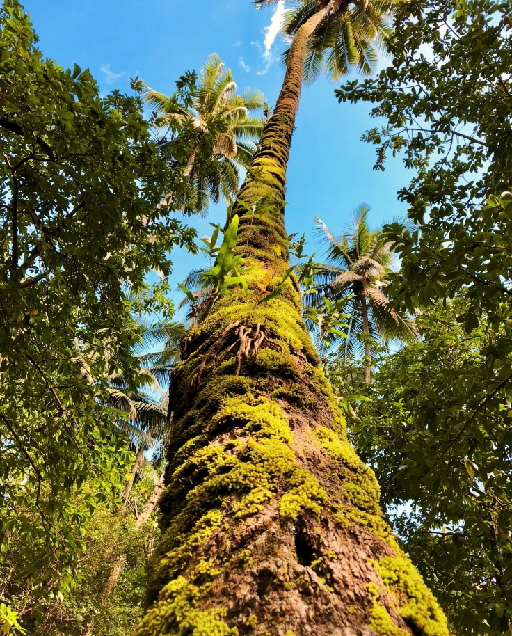 A picture of a tropical palm tree in a rainforest.