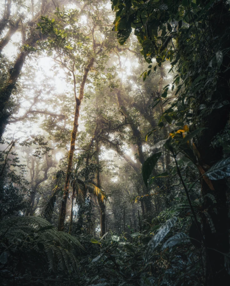 Costa Rica's cloud forests – where misty fog clings to the treetops – offer a refreshingly cool retreat from the warmer, tropical areas of the country.