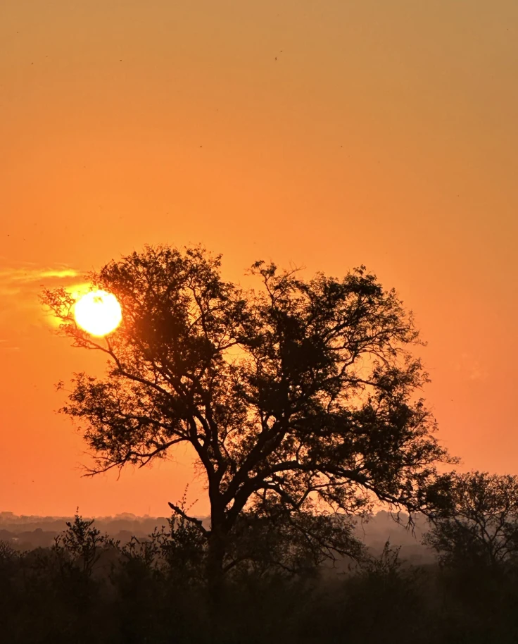 A serene sunset with the sun peeking through the branches of a tree in silhouette against a vibrant orange sky, something you might see on one of these South Africa luxury tours.