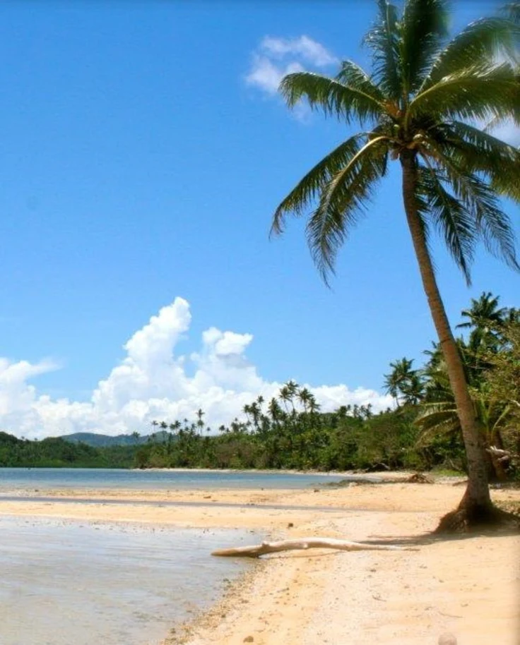Palm trees on the beach on a sunny day.