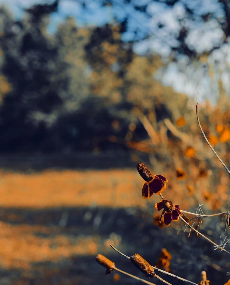 close up of orange flowers and fall foliage