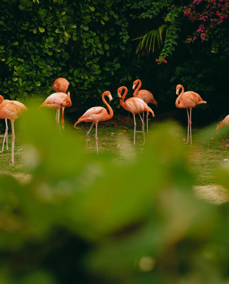 A flock of pink flamingos within a lush green landscape in the Bahamas.