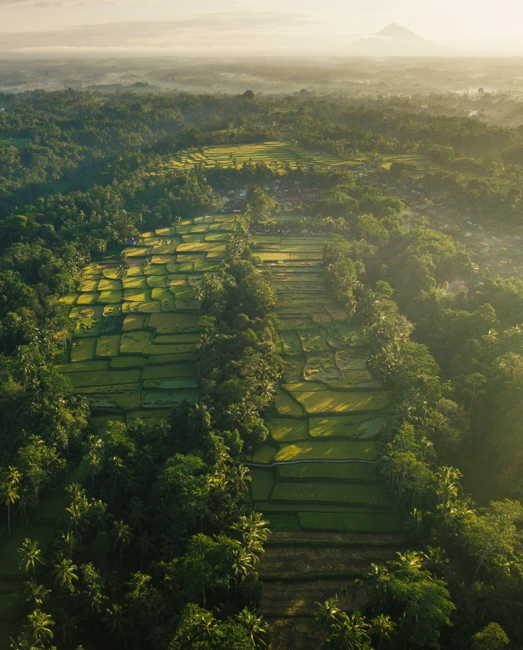 aerial view of green rice fields during daytime