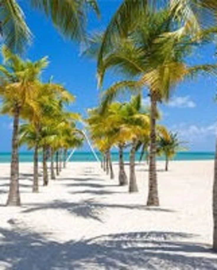 A view of the beach near the palm trees during the daytime.