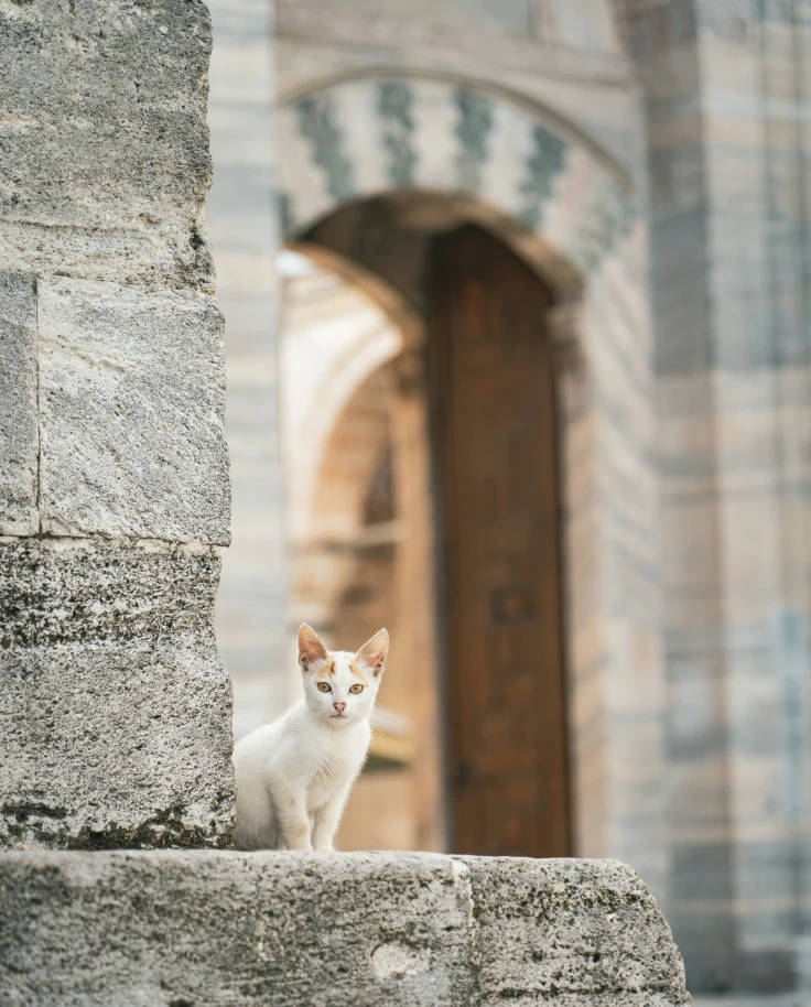 A white cat.