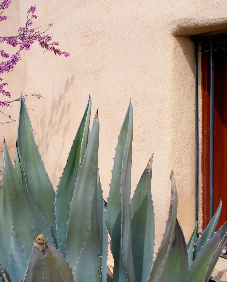 A sage-green desert plant against an adobe wall.