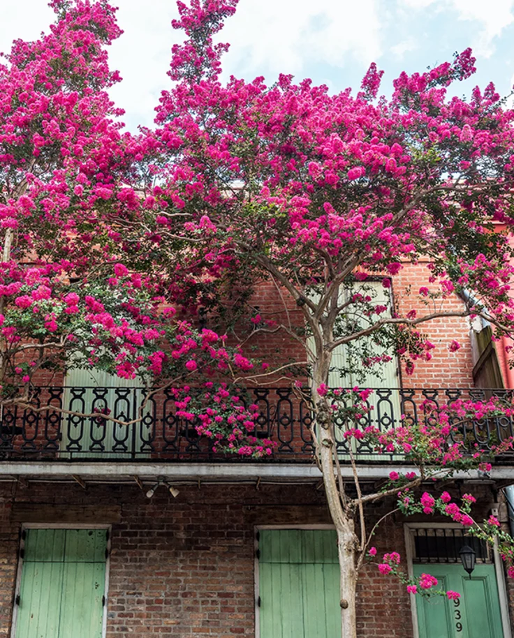 pink and brick houses with blue green shutters pink flowers