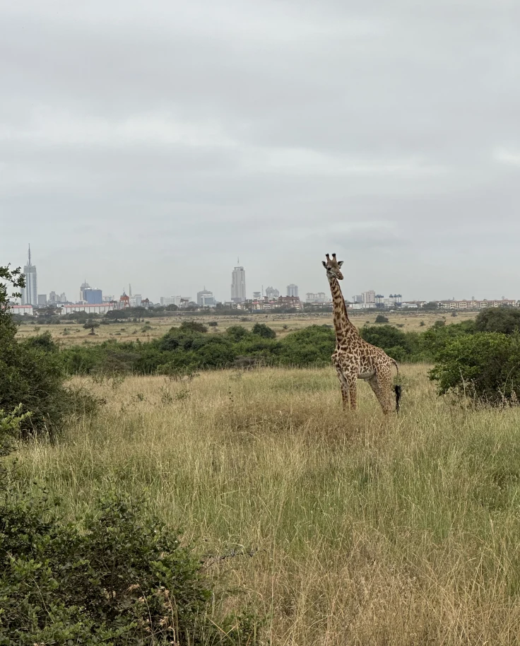 The natural beauty of Kenyan safari as a giraffe stand in the distance on a cloudy day.