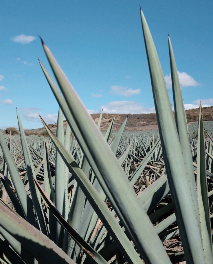 agave plants with mountains in the background on a bright sunny day
