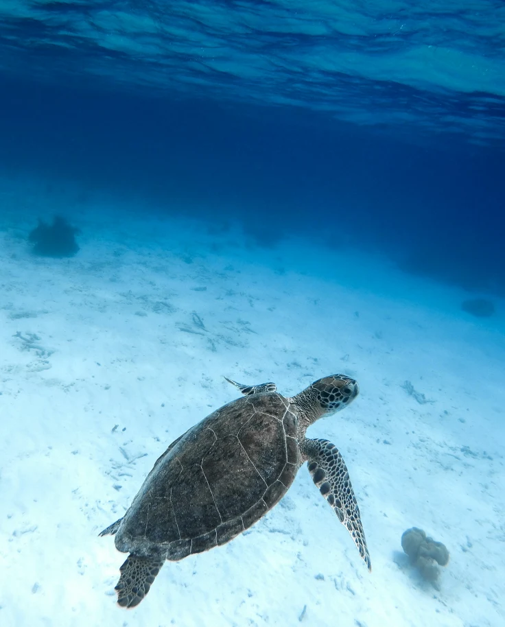 A turtle under the sea water