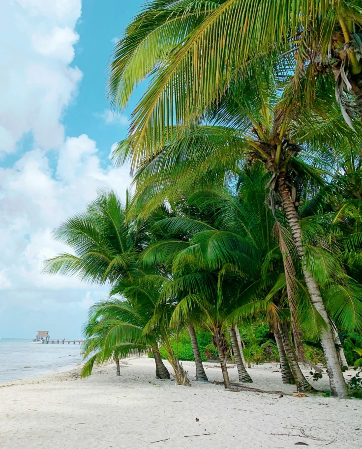 Turquoise water beach with palm trees.