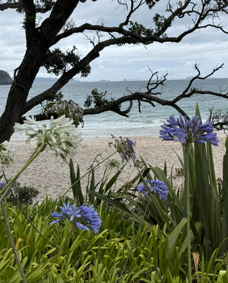A view of a tree with branches on a beach with tall purple flowers and long grass.