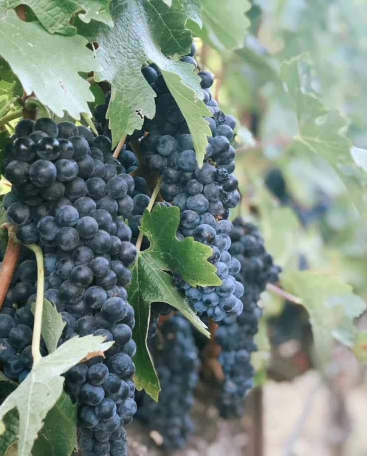 Purple grapes on a vine.
