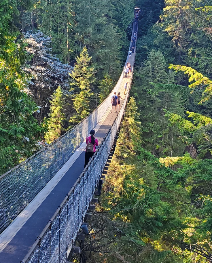 The Capilano Suspension Bridge in the forest.