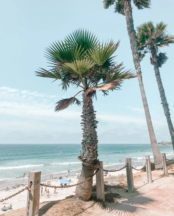 palm trees overlooking the ocean during daytime