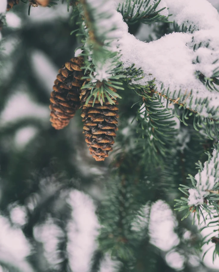 The image features a serene winter scene with pine cones hanging from a snow-dusted evergreen branch, evoking a calm and natural atmosphere.