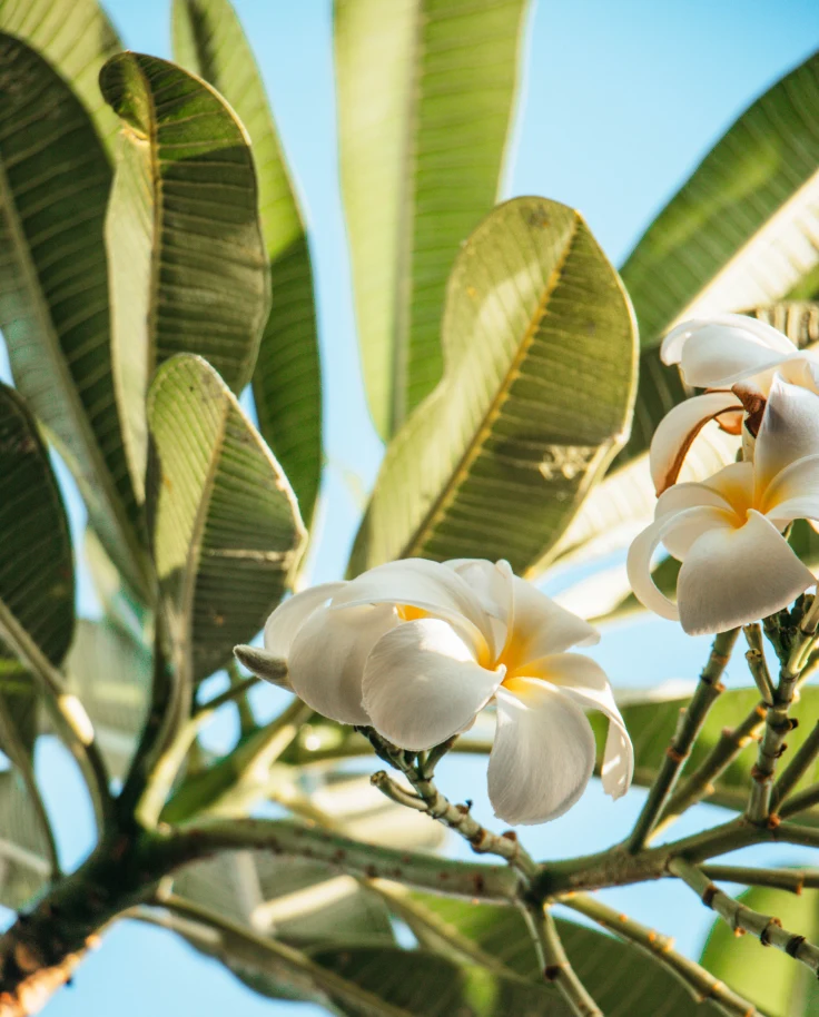 White flowers in Maui, Hawaii.