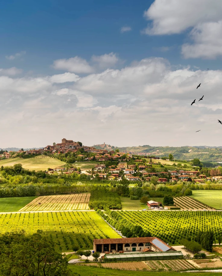 An aerial view of a vineyard during the daytime.