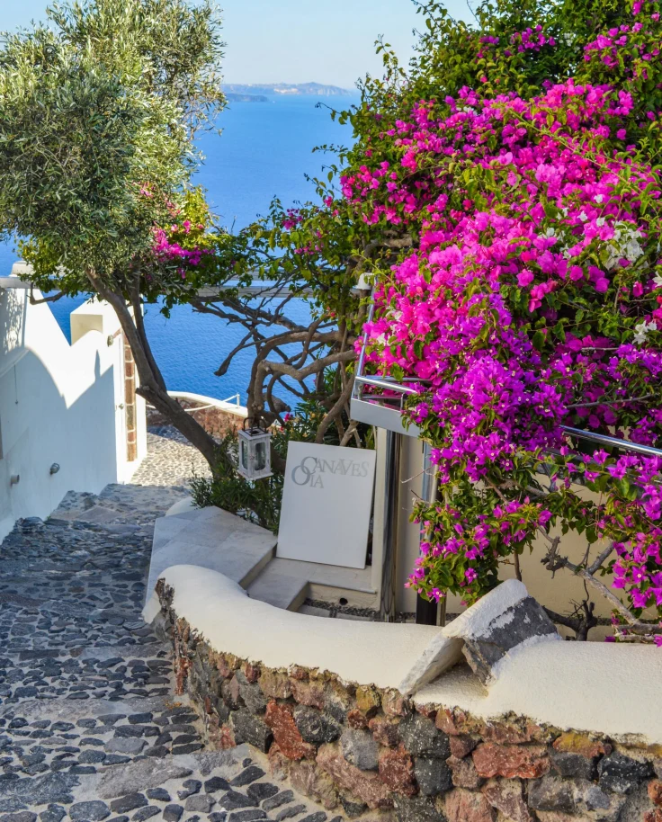 White Signage Beside Purple Bougainvillea Beside Body of Water