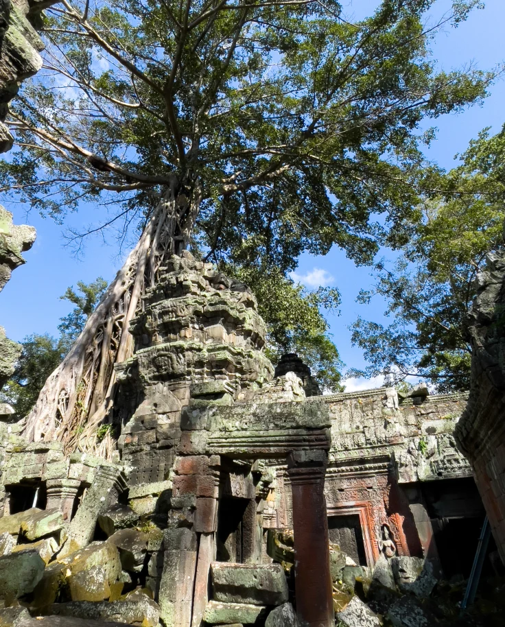 Remains of an old building with a tree growing out of it.