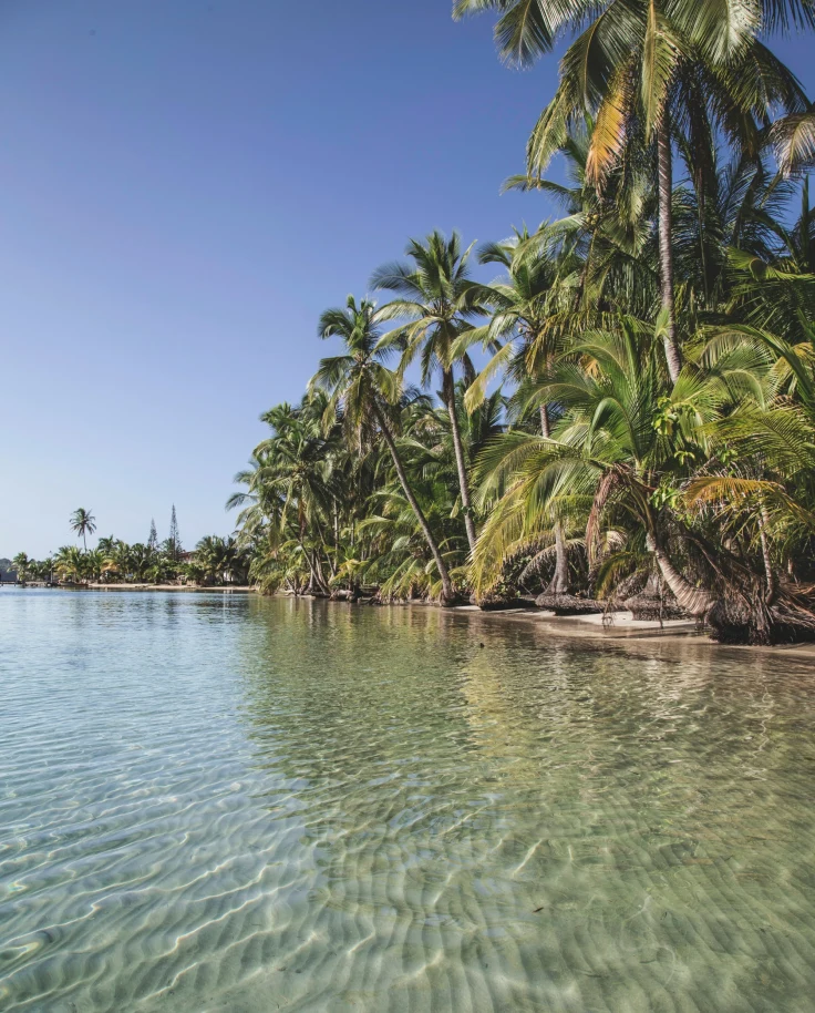 Green coconut trees on sea water under blue sky during the daytime.