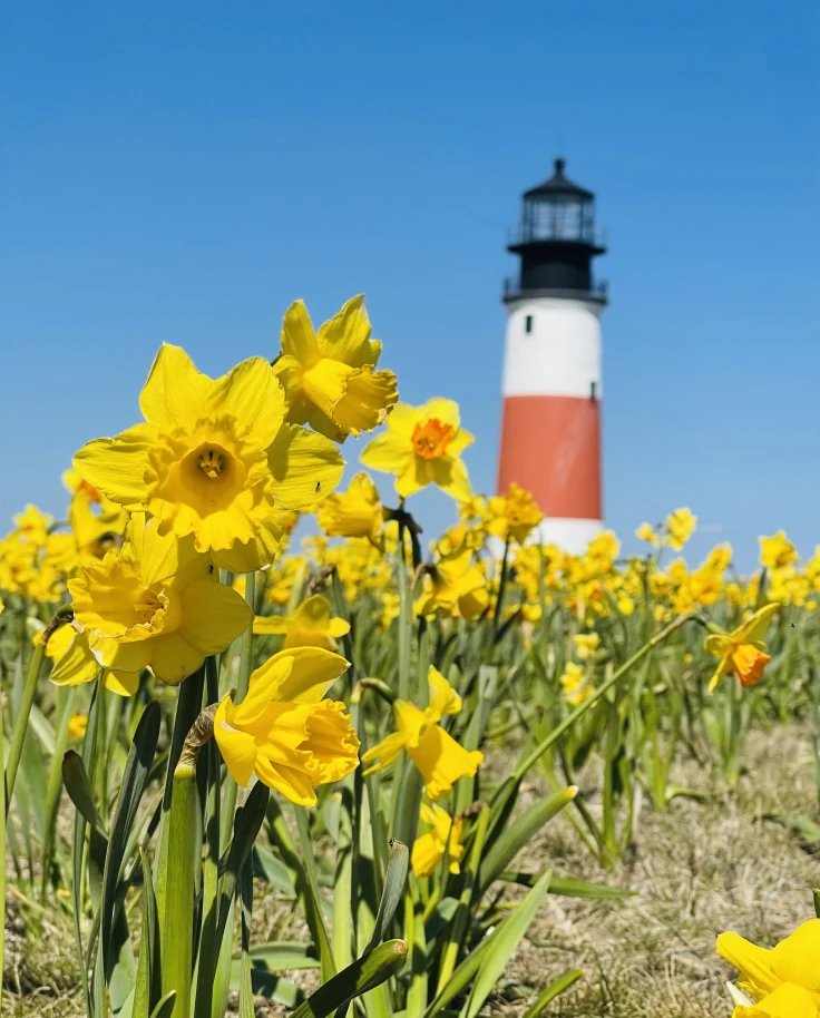 Daffodil weekend at Sankaty Lighthouse