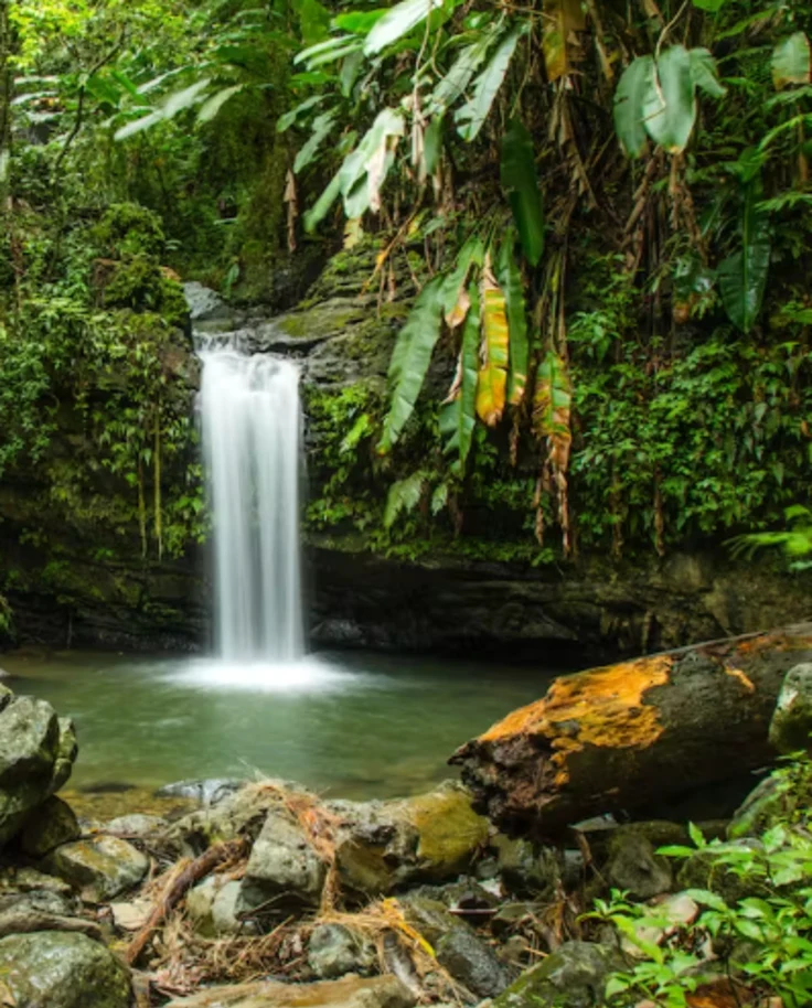El Yunque National Forest.