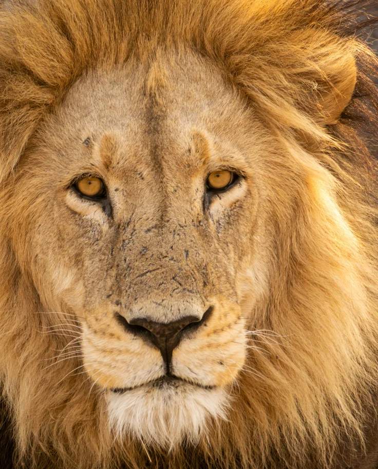 A lion of the Okavango Delta stares straight ahead with his golden eyes and flowing mane on a sunny day.
