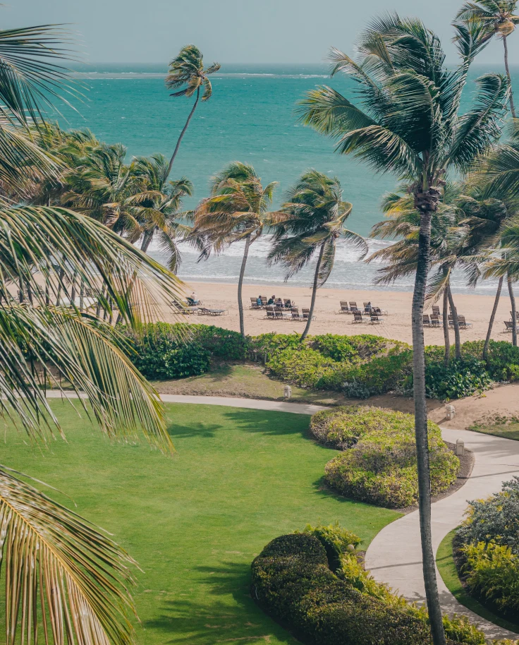 palm trees next to beach and grass during daytime